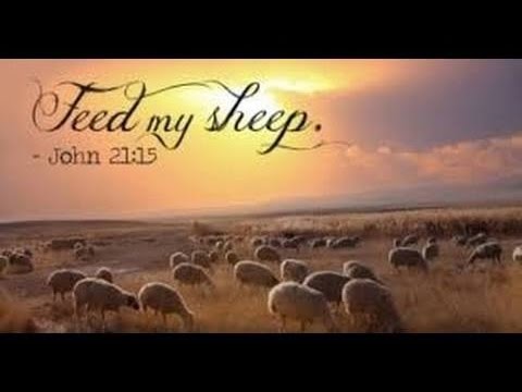 【读圣经学英语】喂养我的羊
