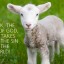 【读圣经学英语】神的羔羊，除去世人之罪的