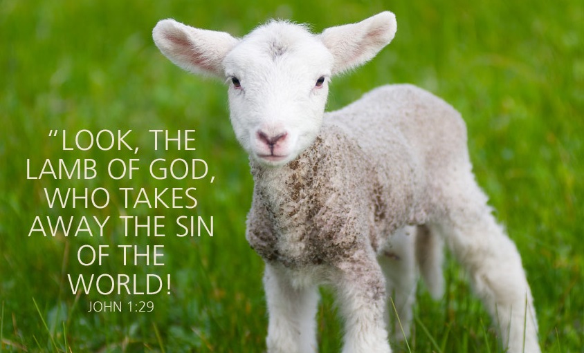 【读圣经学英语】神的羔羊，除去世人之罪的