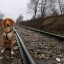 犬追火车猫追尾