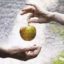 为什么亚当夏娃吃了苹果就堕落，就是犯罪了？